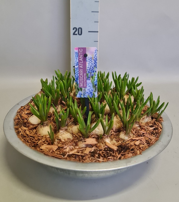 Bol op pot Muscari Atlantic in zinken schaal 29cm