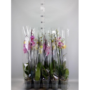Phalaenopsis   ...mix  5