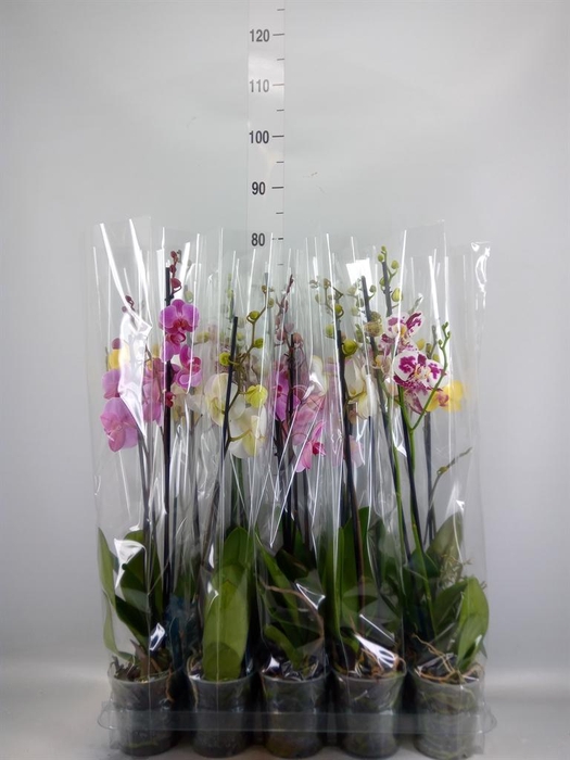 <h4>Phalaenopsis ...mix 5</h4>