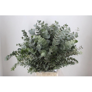 Euca Cinerea 300gr P Bunch