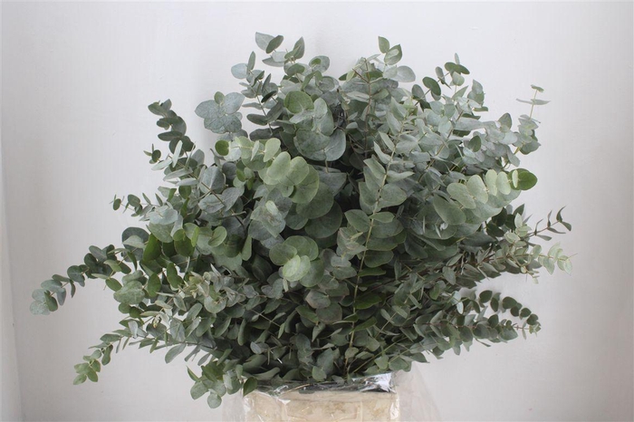 <h4>Euca Cinerea 300gr P Bunch</h4>