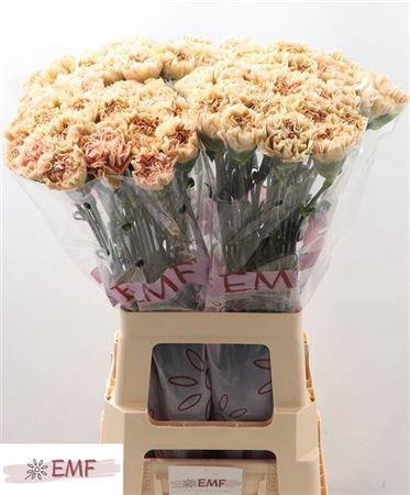 <h4>Di St Lege Marrone</h4>