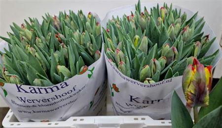 <h4>Tu Pa Rasta Parrot</h4>