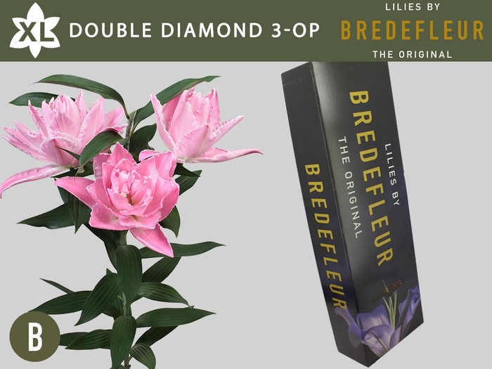 <h4>LI OR DU DOU DIAMOND 3+ QUALITY BOX</h4>