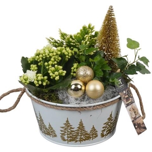 PTCHG5660 Arrangement Christmas Gold in metaal pot