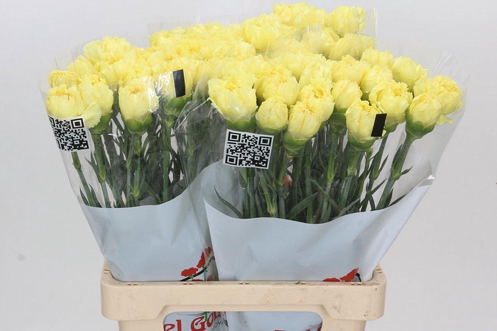 <h4>DI ST DILETTA</h4>