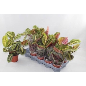 Maranta leuc. 'Fascinator'