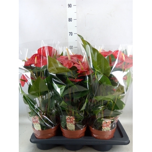 Anthurium andr. 'Idaho'