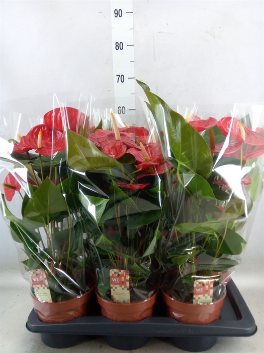 <h4>Anthurium andr. 'Idaho'</h4>