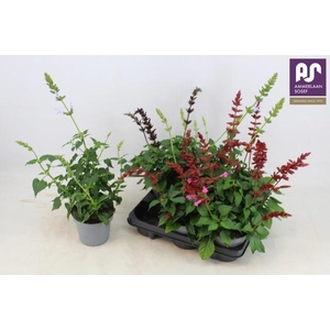 SALVIA SALGOON GEM