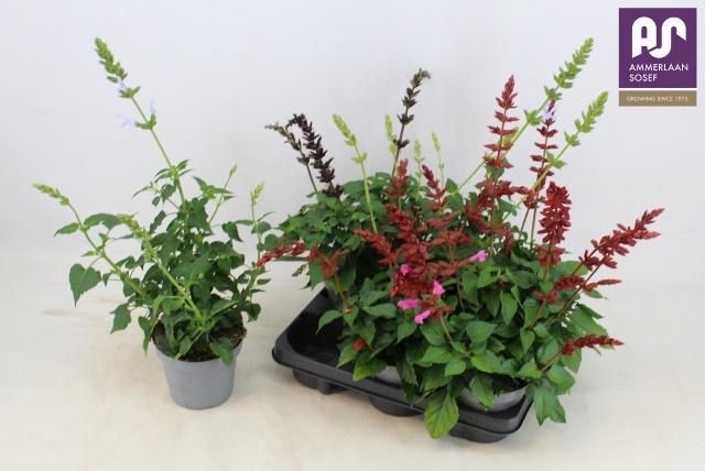 <h4>SALVIA SALGOON GEM</h4>