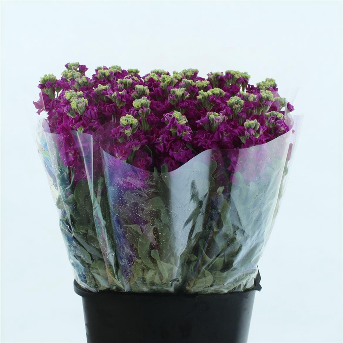 <h4>Matth Phant Red</h4>