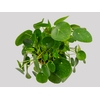 PILEA PEPEROMIOIDES C13