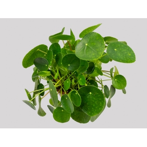 PILEA PEPEROMIOIDES C13
