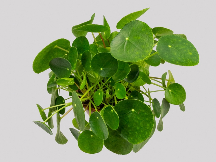 <h4>PILEA PEPEROMIOIDES C13</h4>
