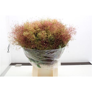 Cotinus Pruik
