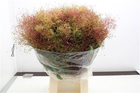<h4>Cotinus Pruik</h4>