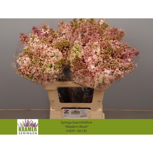 SYR HY MAIDENS BLUSH