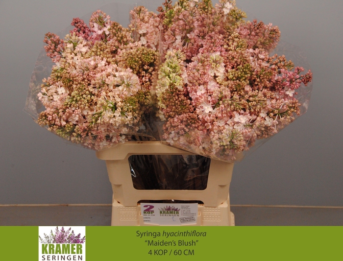 <h4>SYR HY MAIDENS BLUSH</h4>