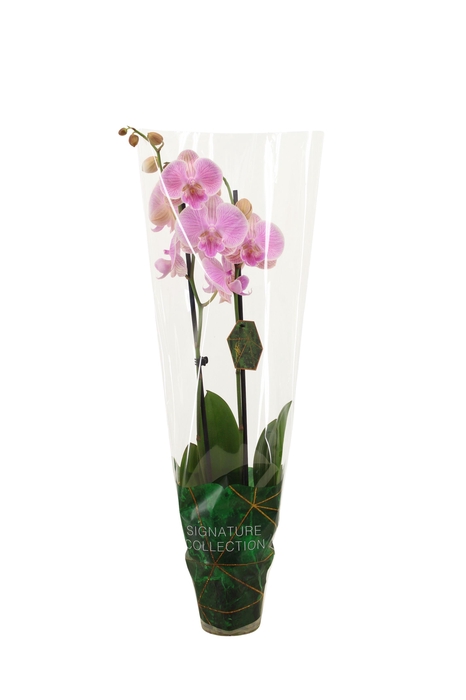 <h4>Signature Phal Gentle Whistler 2T16+</h4>