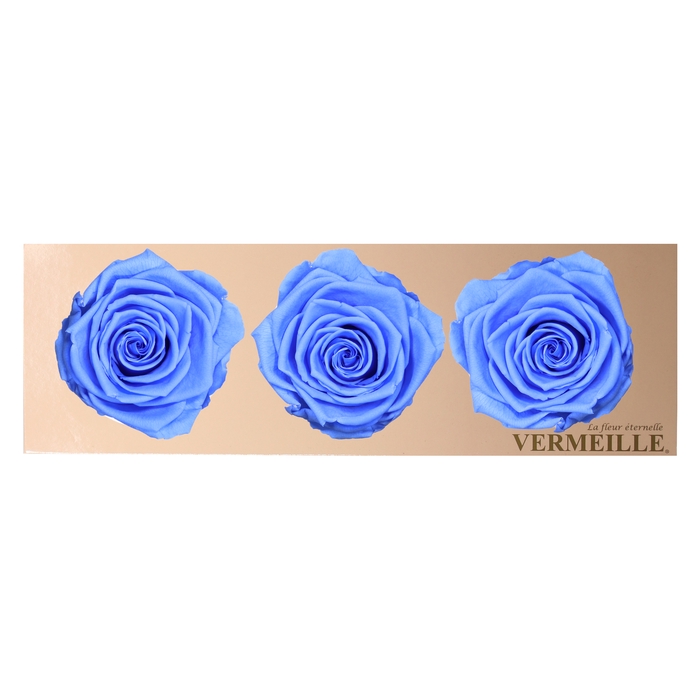 Rose Monalisa Marine Blue