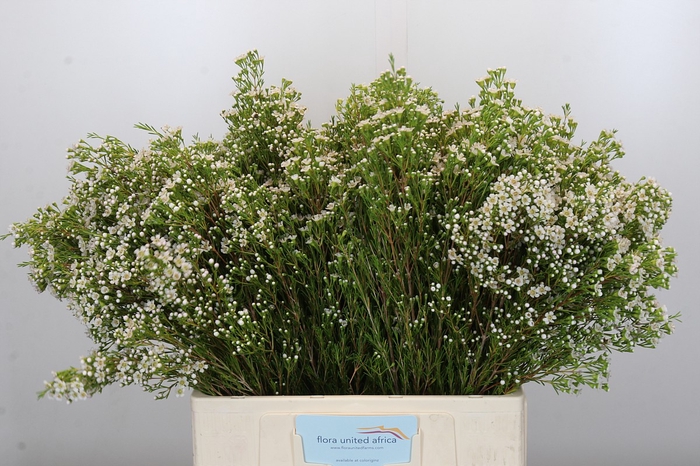 Chamelaucium Pearl Button