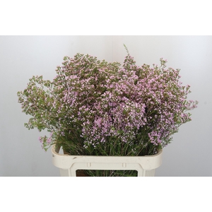 Chamelaucium Pirouette