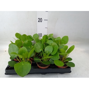 Pilea peperomioides