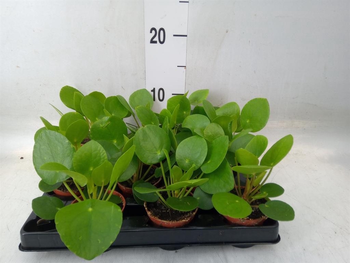 <h4>Pilea peperomioides</h4>