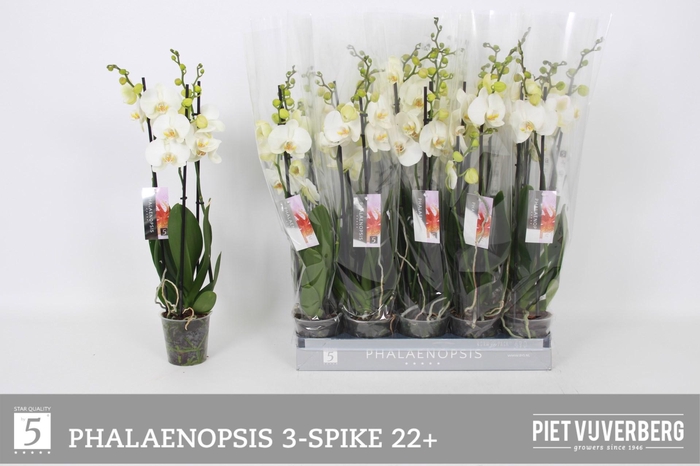 <h4>PHAL OV WIT</h4>