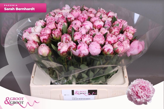 <h4>PAEO L SARA BERNHARD</h4>