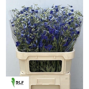 Delphinium en Völkerfrieden