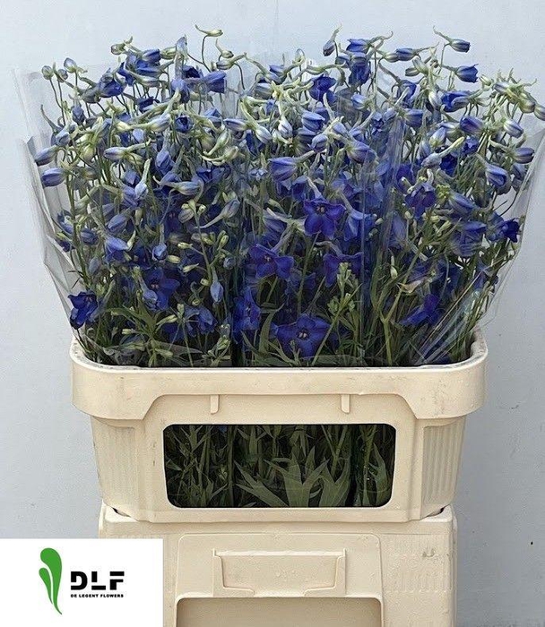 <h4>Delphinium en Völkerfrieden</h4>