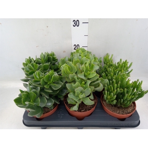 Crassula   ...mix