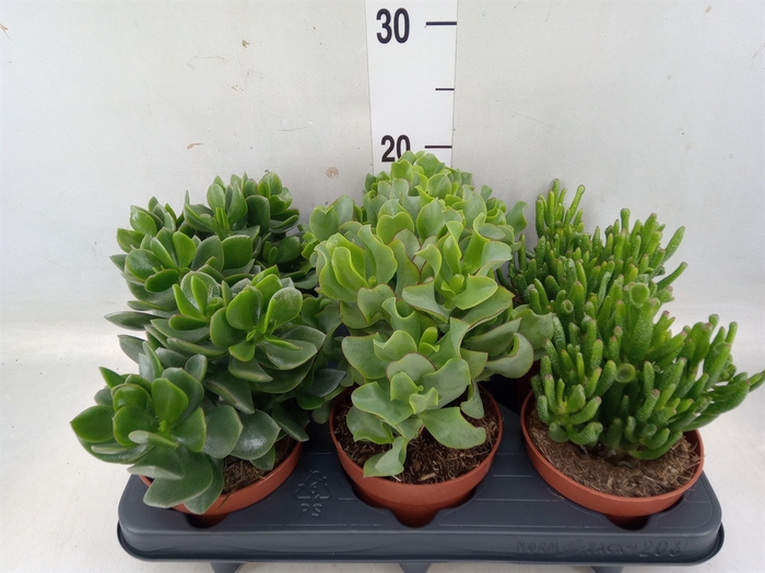 <h4>Crassula   ...mix</h4>