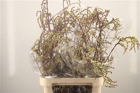 <h4>Stachyurus</h4>