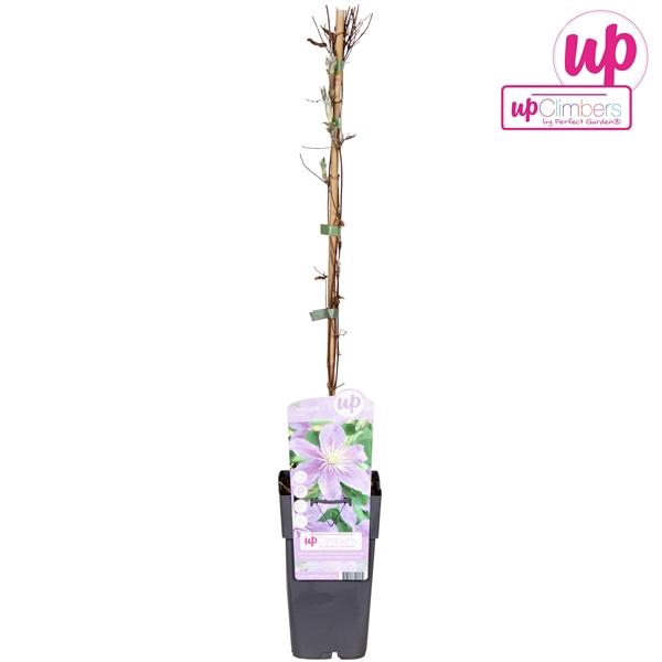 <h4>Clematis Justa</h4>