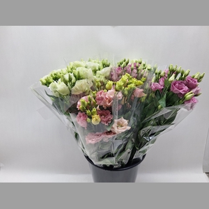 Mono Lisianthus ass x 5 (rose/wit)
