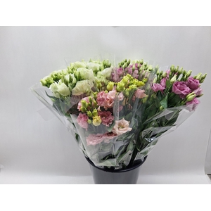 Eustoma russellianum enkelbloemig overig