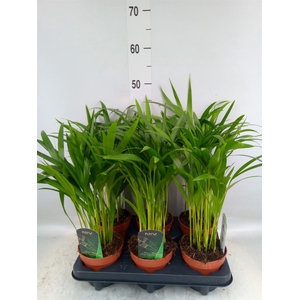 Dypsis lutescens   ...Chrysalidoca