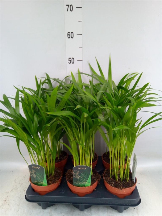 <h4>Dypsis lutescens ...Chrysalidoca</h4>