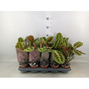 Maranta leuc. 'Fascinator'