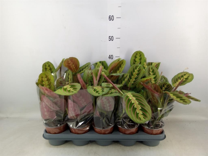 <h4>Maranta leuc. 'Fascinator'</h4>