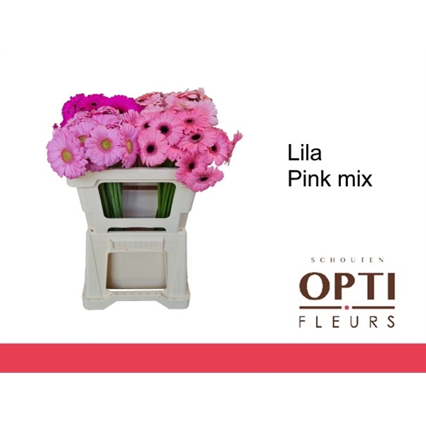 <h4>GE MI LILA PINK MIX-Water</h4>