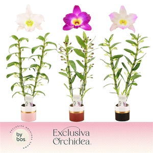Dendrobium nobile mixed