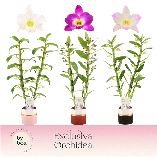 <h4>Dendrobium nobile mixed</h4>
