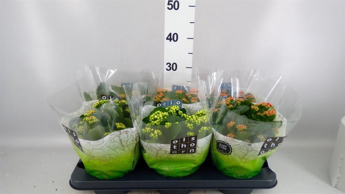<h4>Kalanchoe blos.   ..rosebud mix  4</h4>