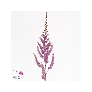 Astilbe Amethyst
