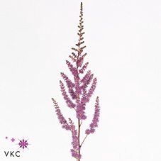 <h4>Astilbe Amethyst</h4>