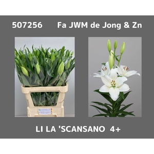 LI LA SCANSANO